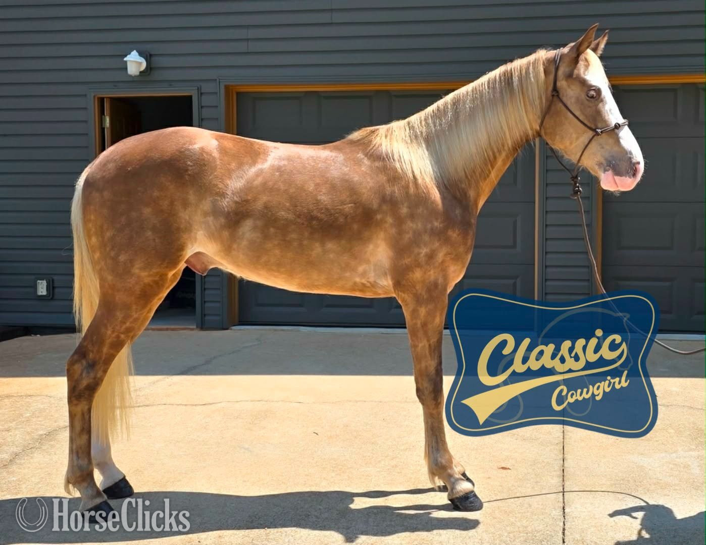 "EDEN" Chocolate Gelding Kentucky Mountain - Kentucky Mountain in Georgia