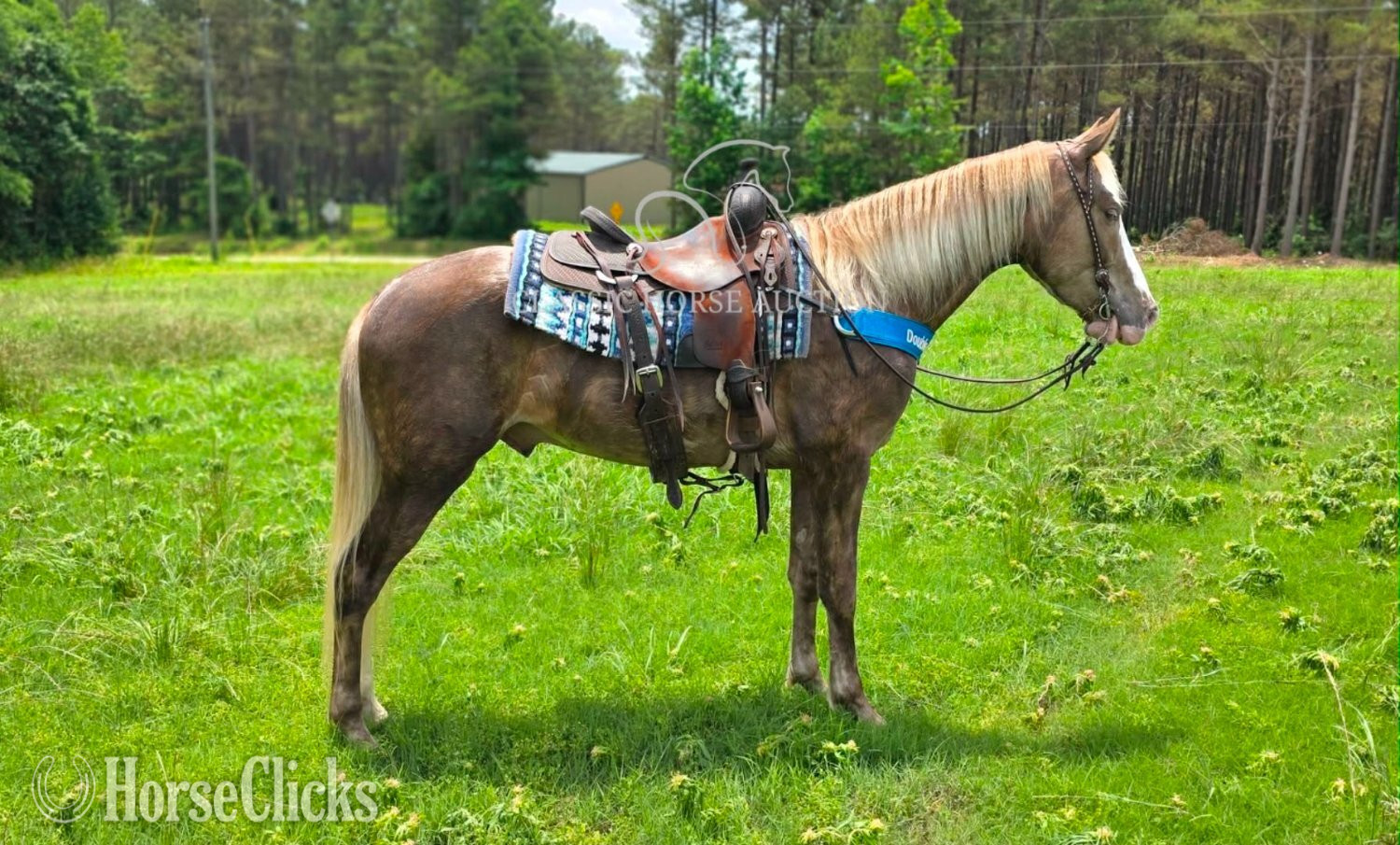 "EDEN" Chocolate Gelding Kentucky Mountain - Kentucky Mountain