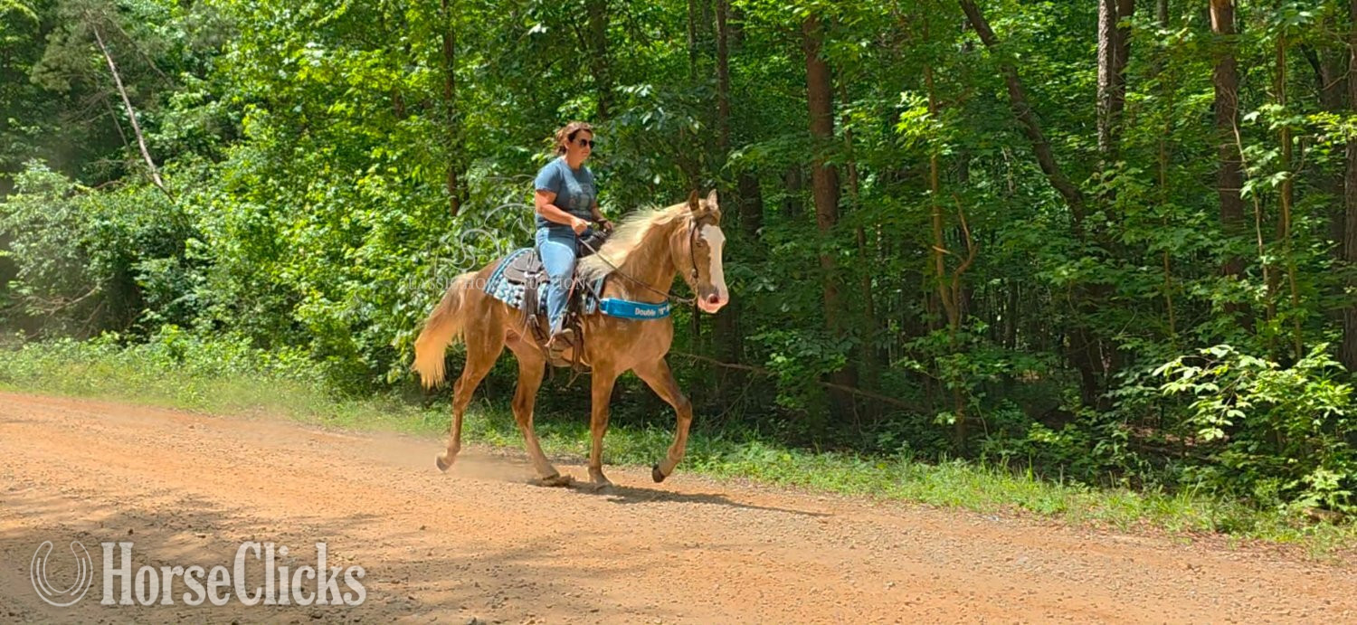 Kentucky Mountain - "EDEN" Chocolate Gelding Kentucky Mountain in Georgia