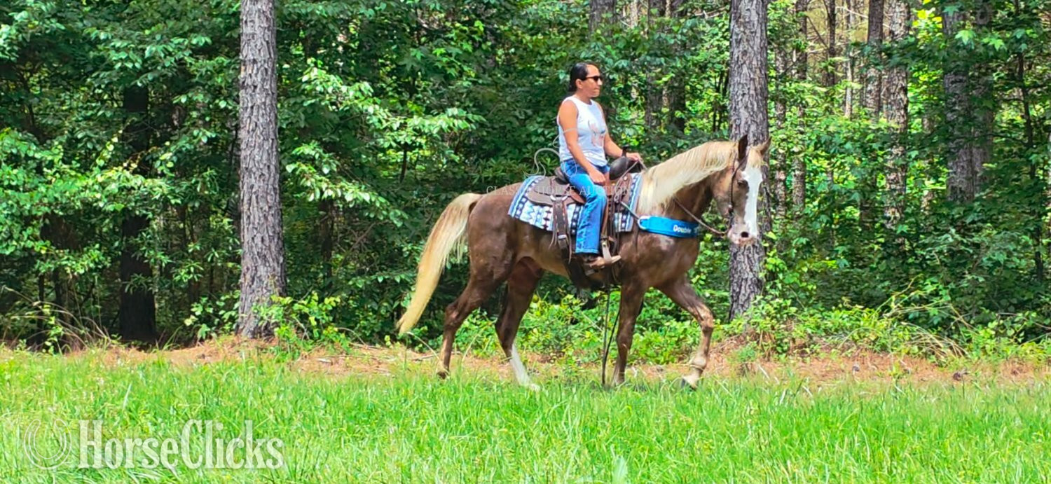 Kentucky Mountain - "EDEN" Chocolate Gelding Kentucky Mountain