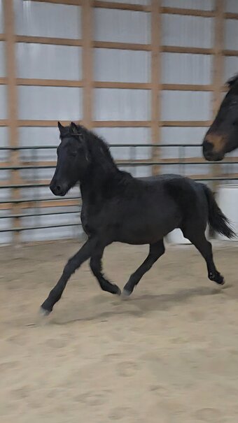 "Rayna" Black Filly Friesian
