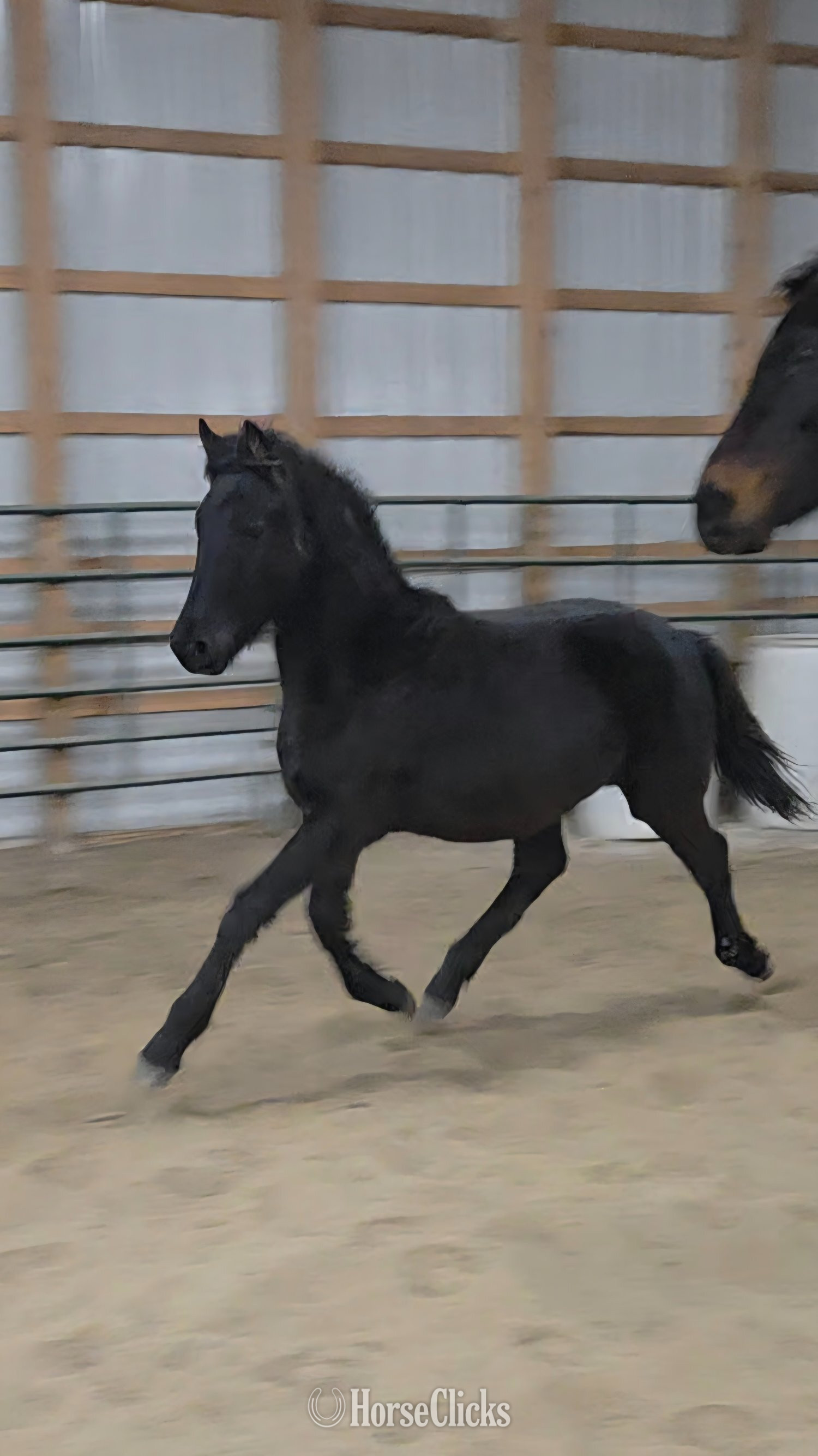 "Rayna" Black Filly Friesian in Indiana