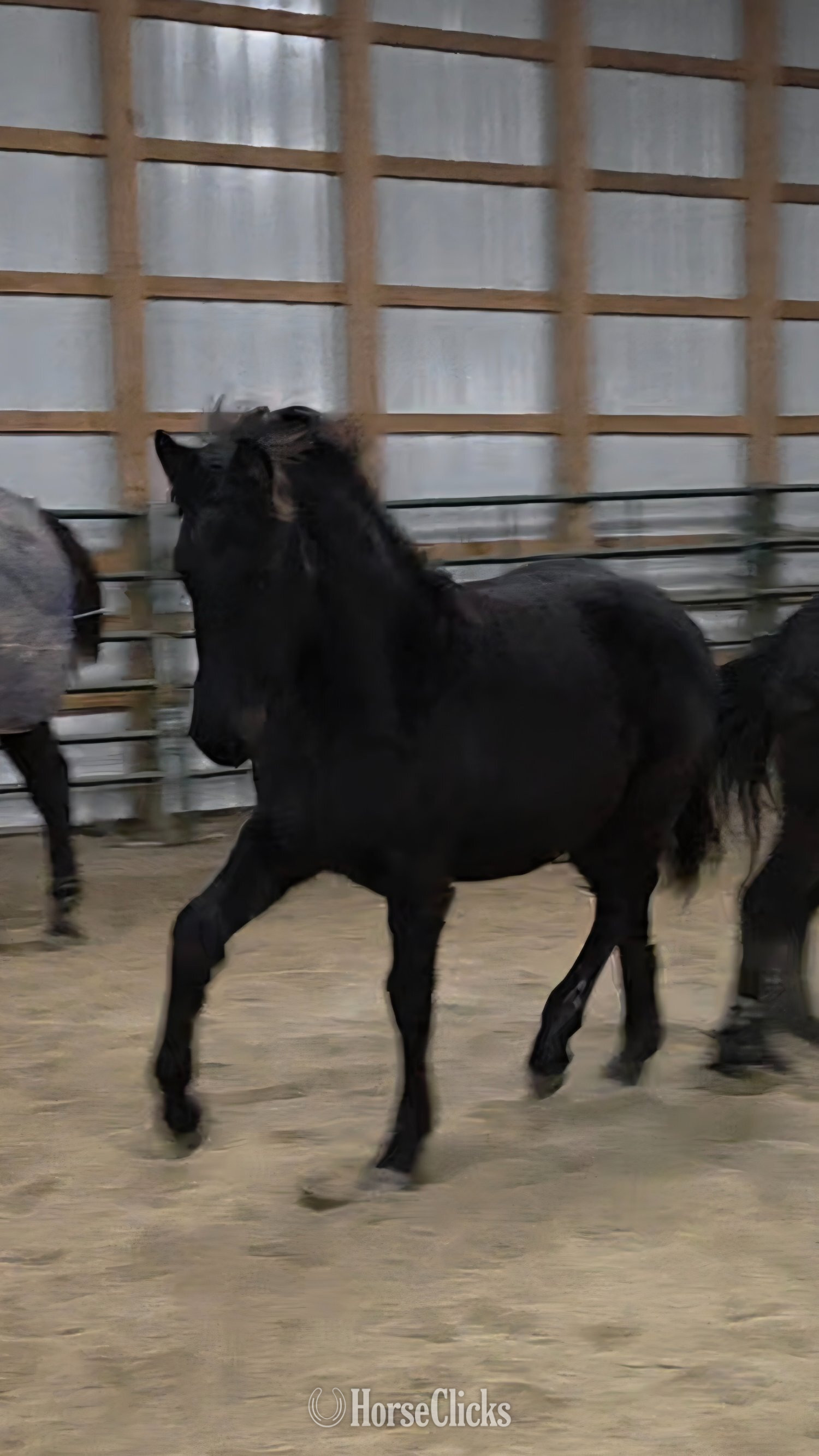 "Rayna" Black Filly Friesian