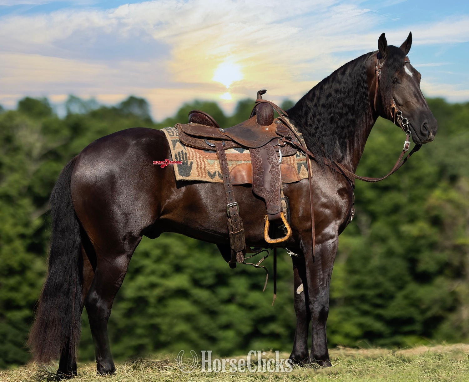 "Denali" Bay Gelding Friesian