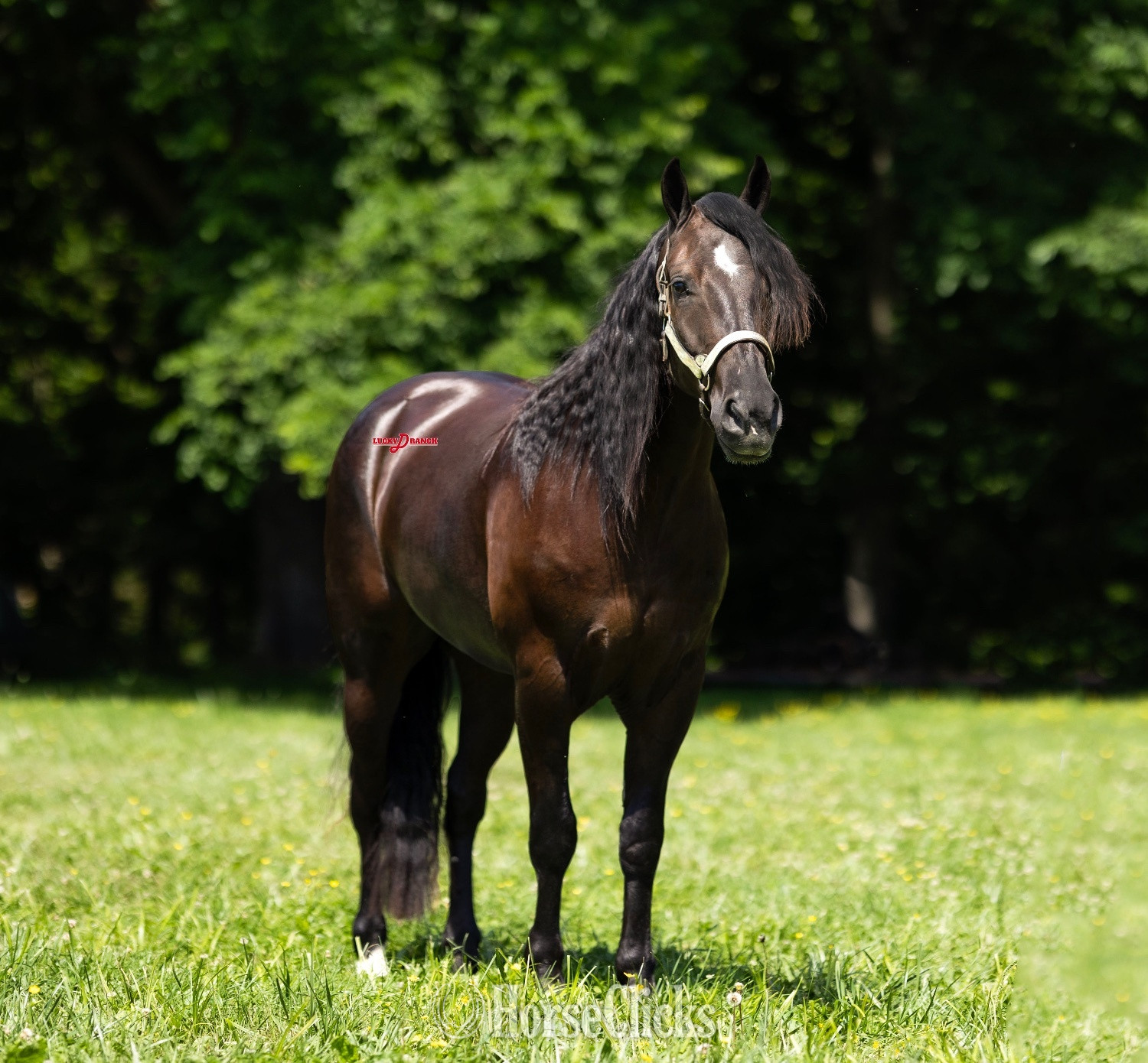 Missouri "Denali" Bay Gelding Friesian
