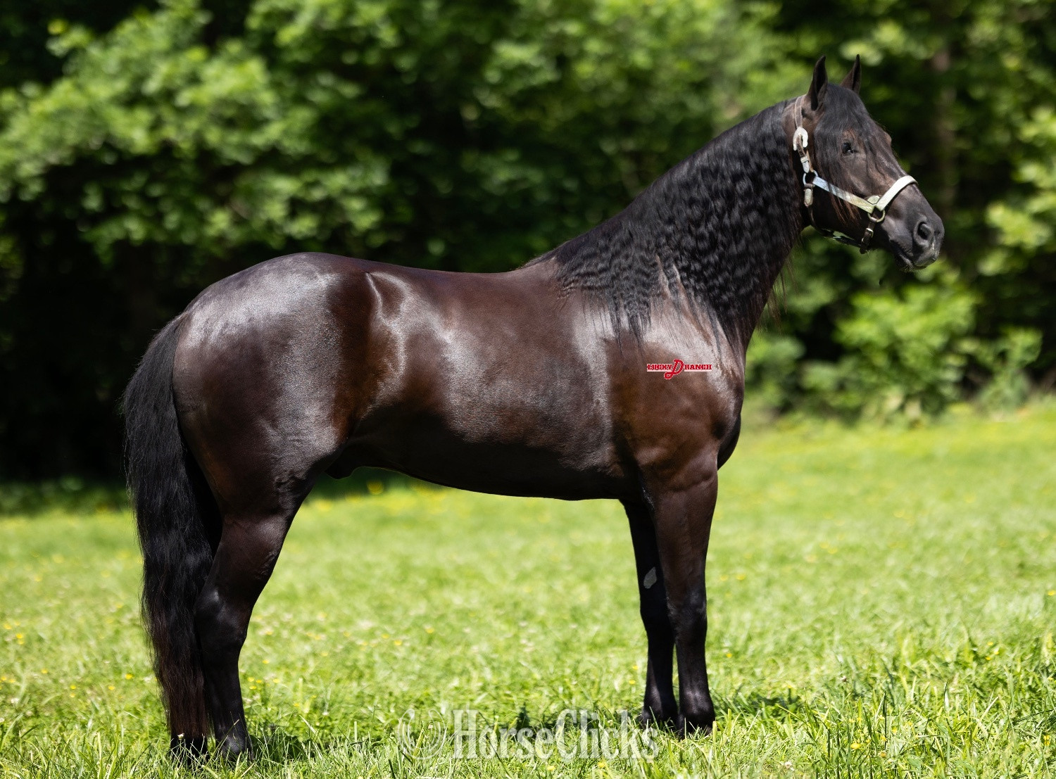 "Denali" Bay Gelding Friesian - Friesian in Missouri