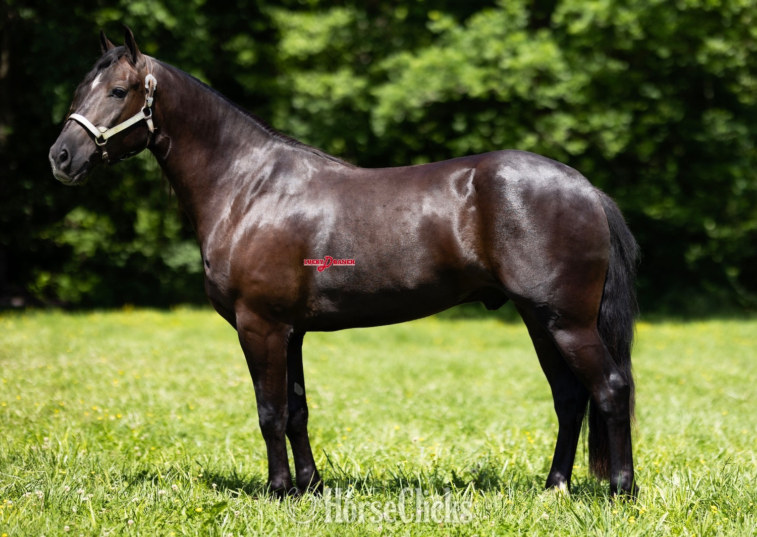 "Denali" Bay Gelding Friesian - Friesian