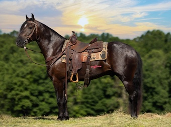 "Denali" Bay Gelding Friesian