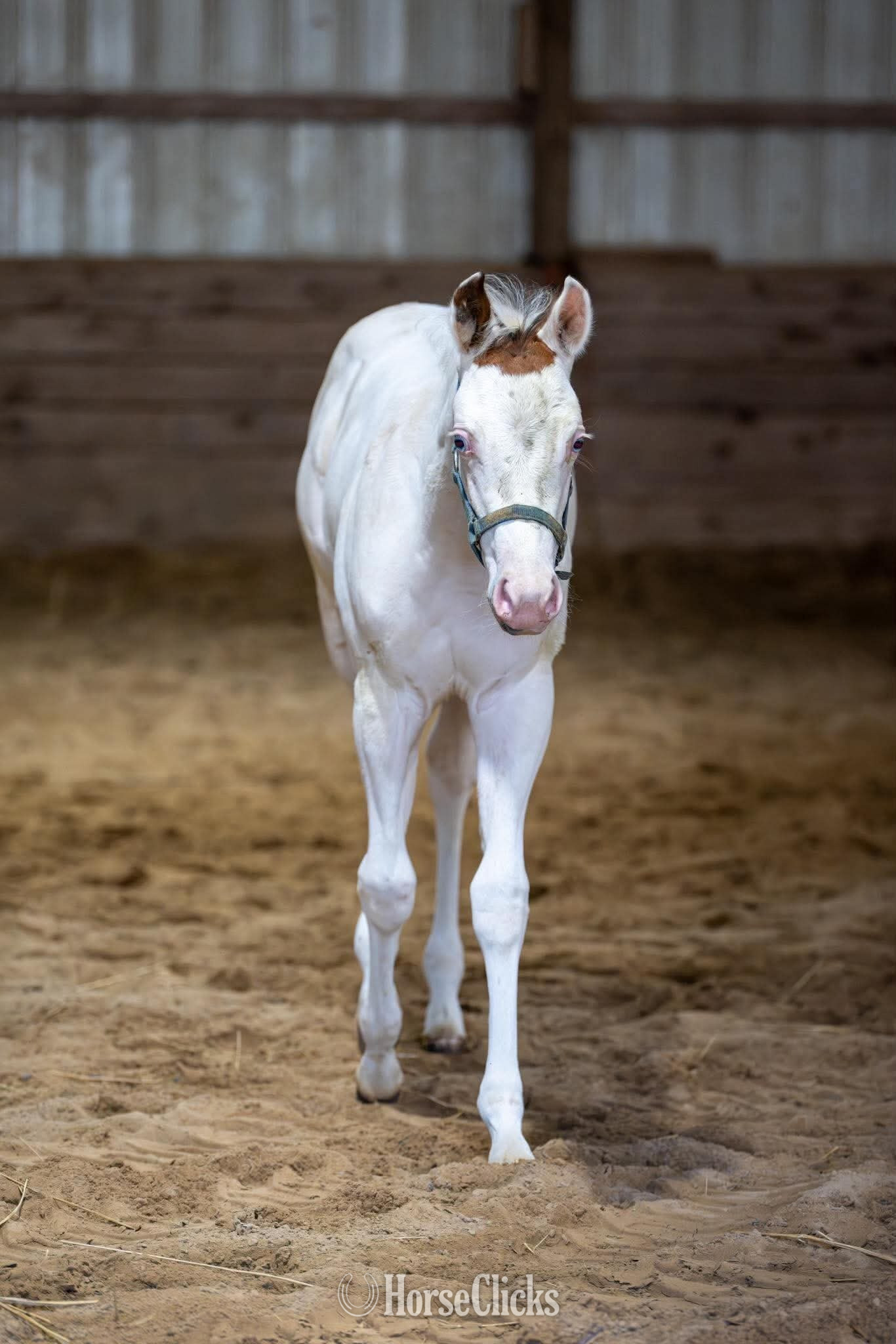 "Snow White" White Filly Paint in New York