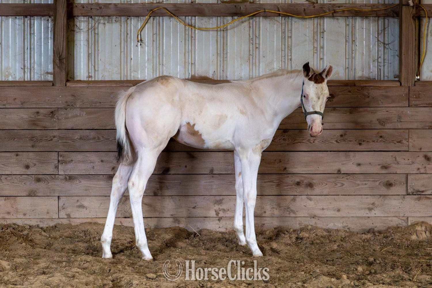 "Snow White" White Filly Paint