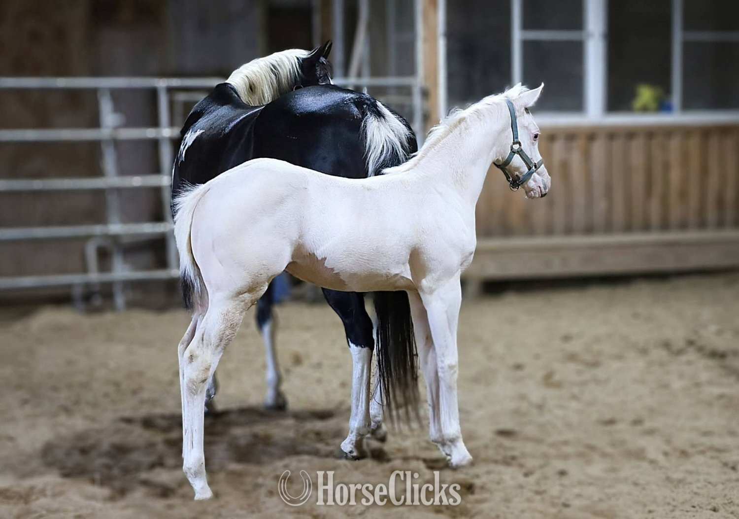 New York "Snow White" White Filly Paint