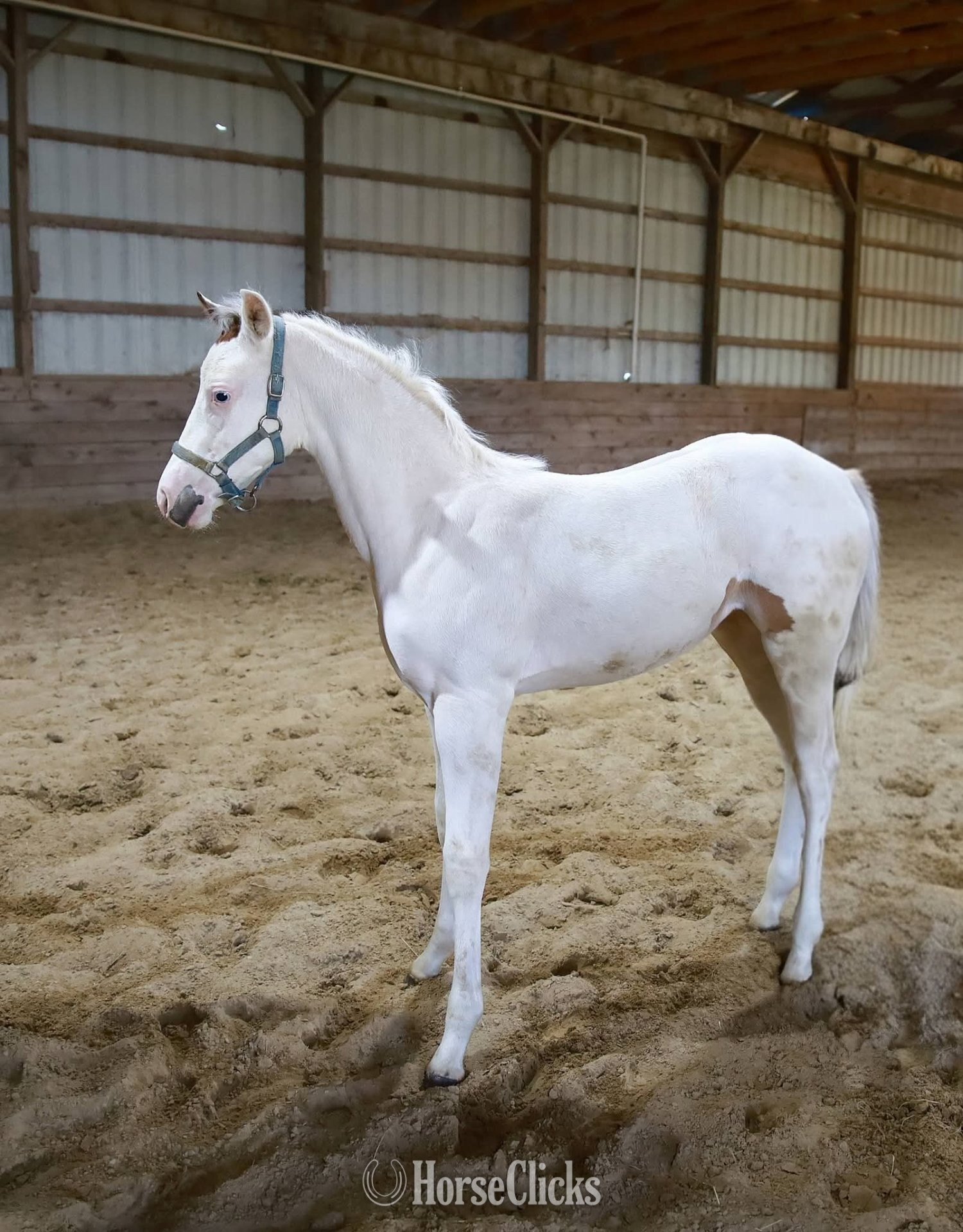 "Snow White" White Filly Paint - Paint in New York