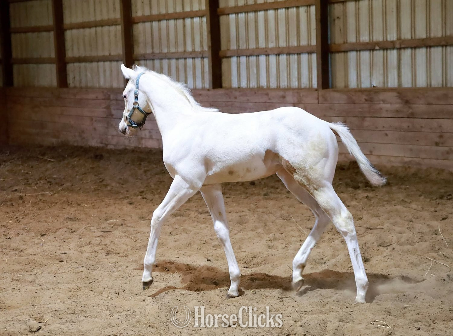 "Snow White" White Filly Paint - Paint