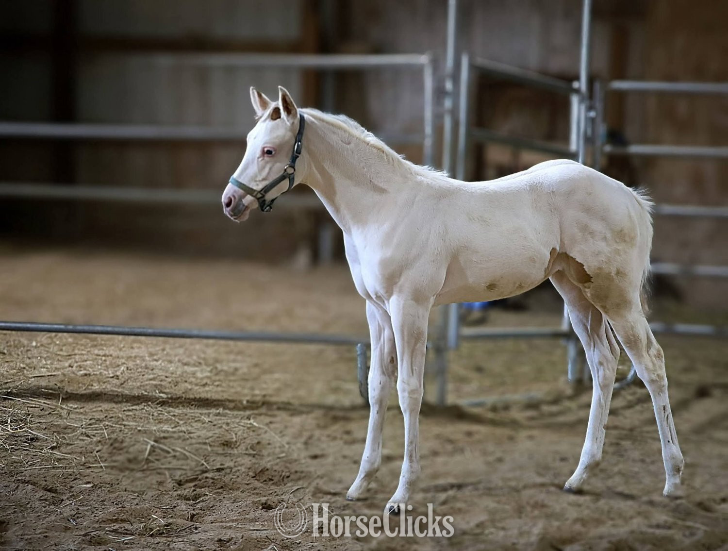 "Snow White" White Filly Paint New York