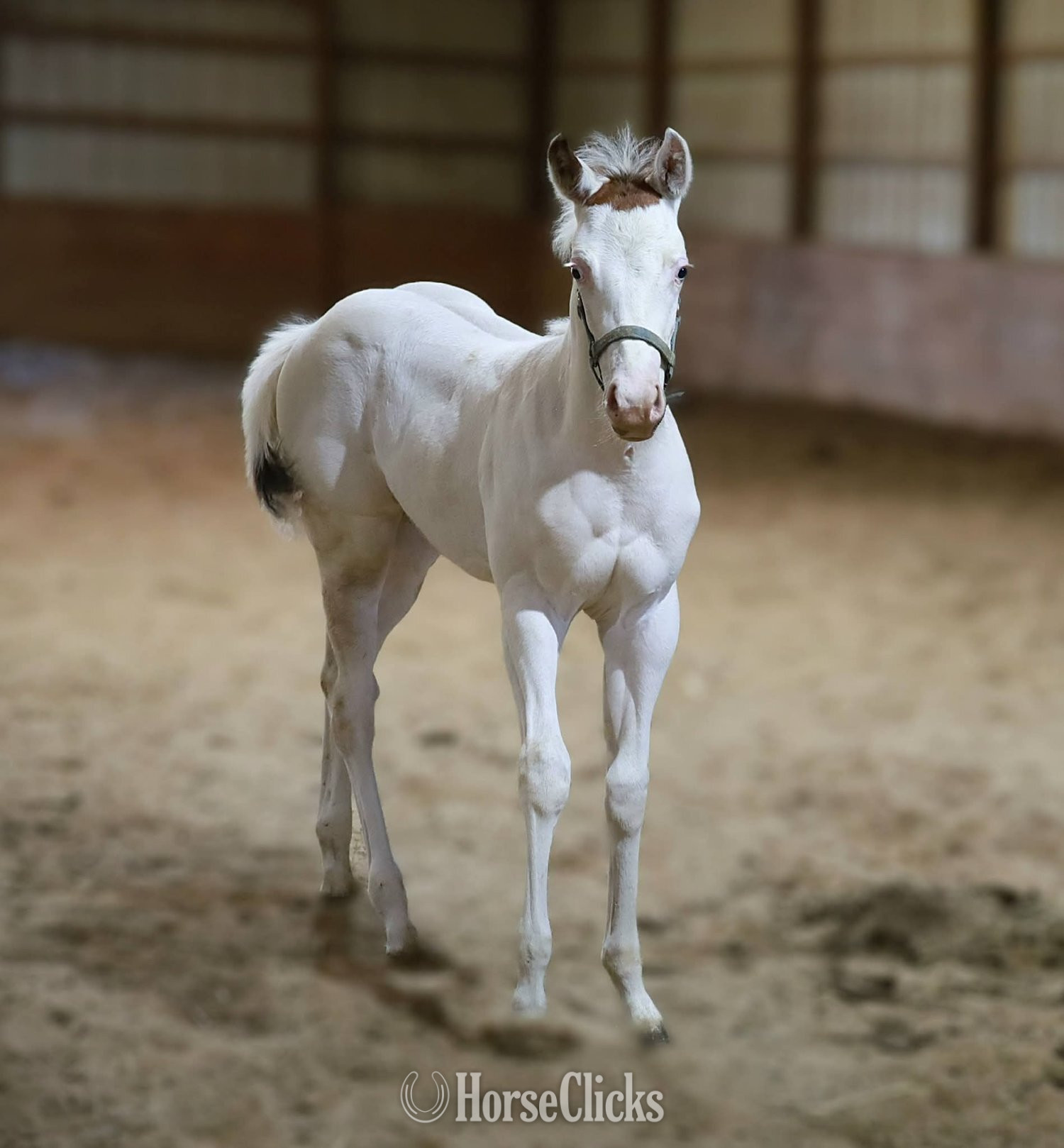 Paint - "Snow White" White Filly Paint in New York