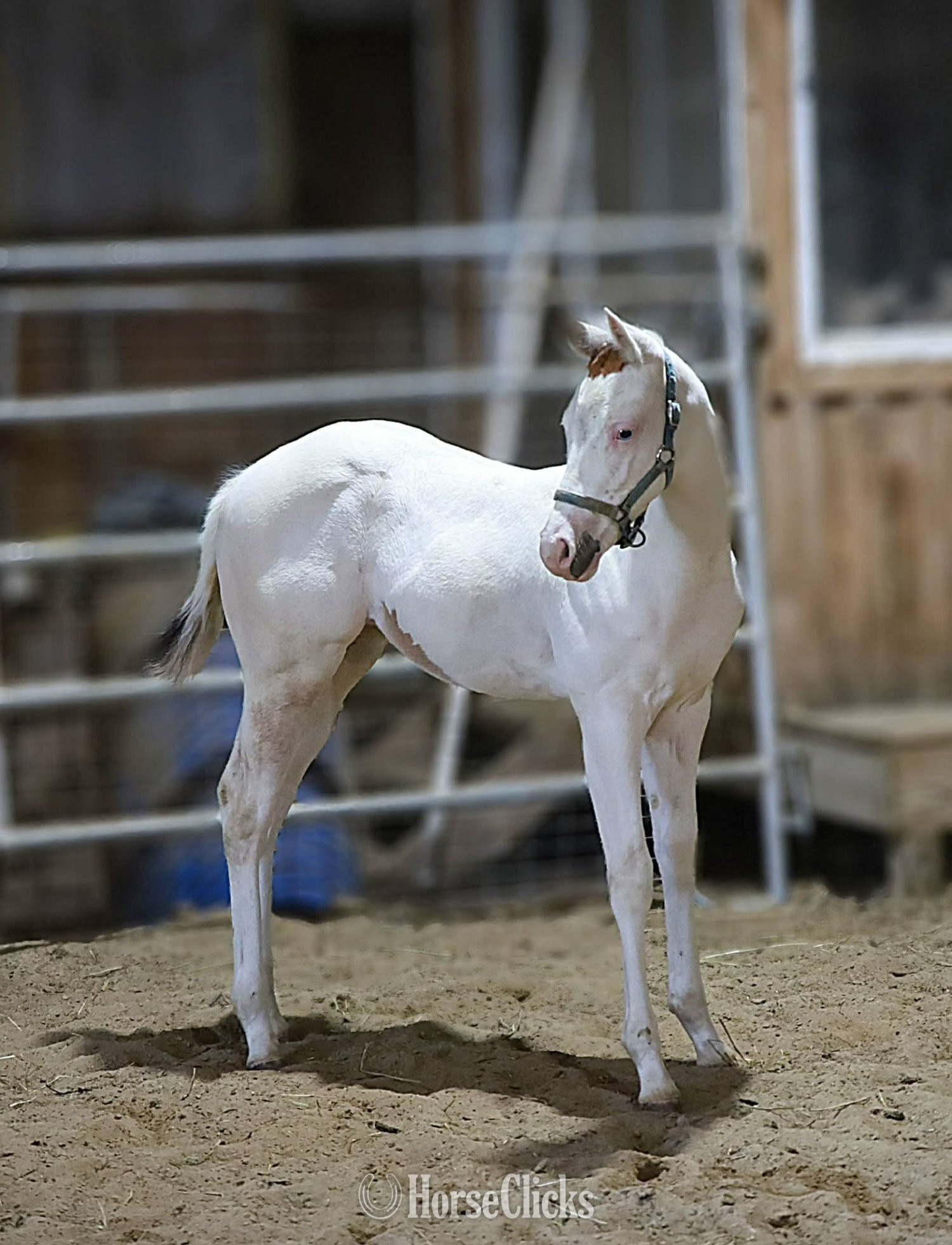 Paint - "Snow White" White Filly Paint