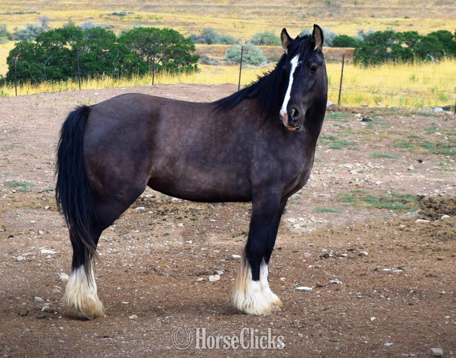 "FKGH McCoyah" Grullo Mare Gypsy Vanner