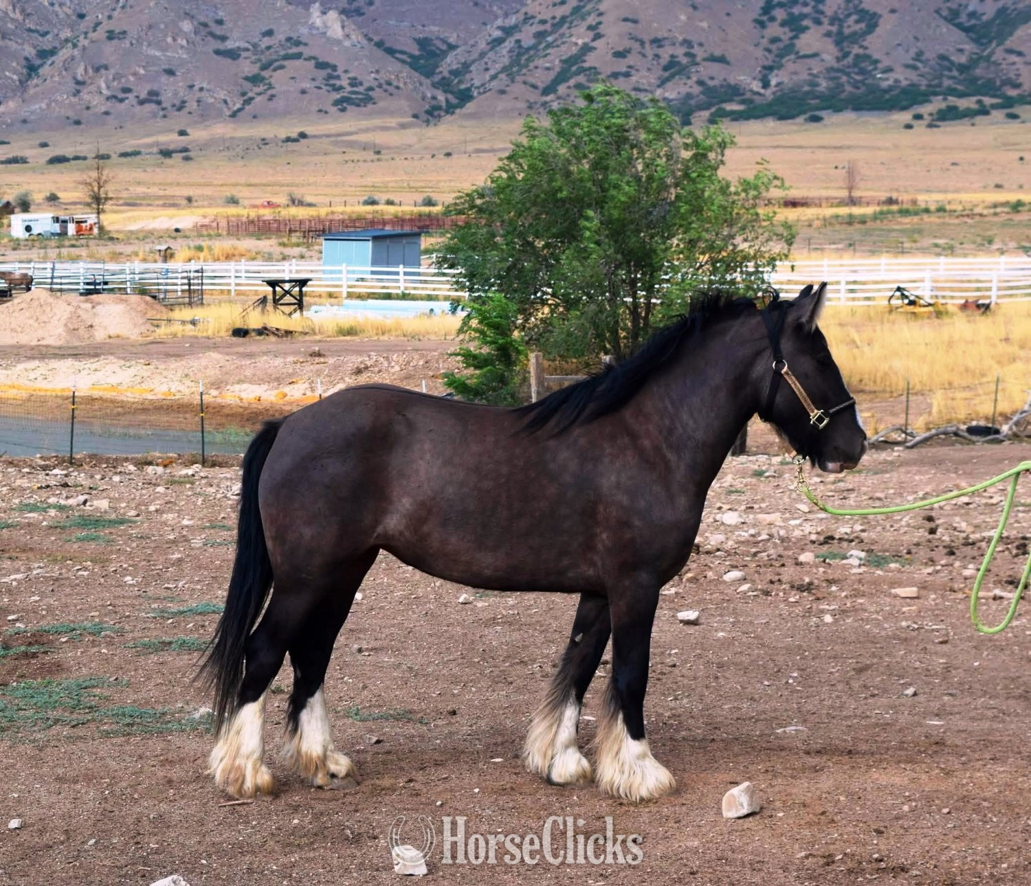"FKGH McCoyah" Grullo Mare Gypsy Vanner - Gypsy Vanner in Utah
