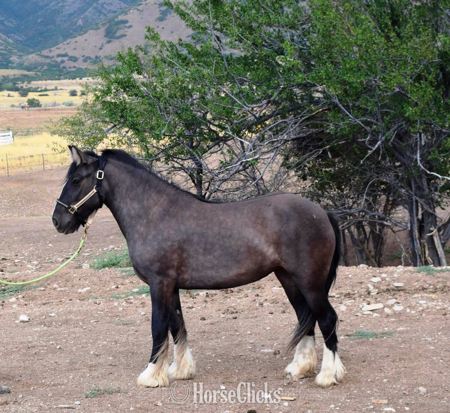 "FKGH McCoyah" Grullo Mare Gypsy Vanner - Gypsy Vanner