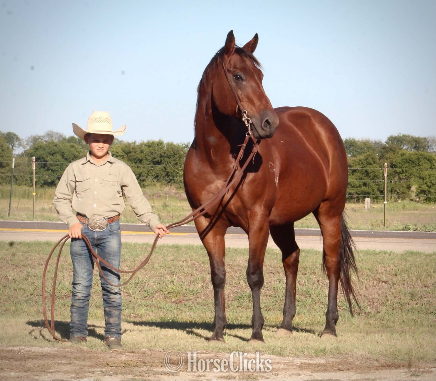 "MISS LITTLE PINO" Bay Mare Quarter Horse