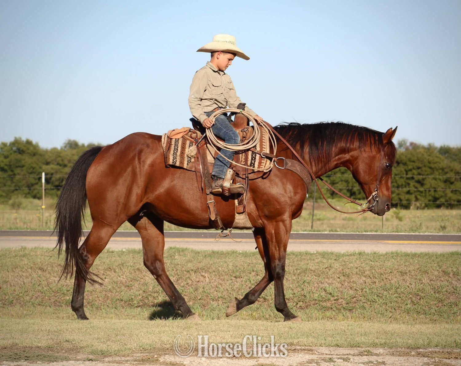 Texas "MISS LITTLE PINO" Bay Mare Quarter Horse