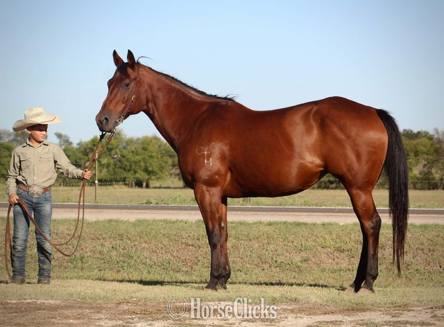 "MISS LITTLE PINO" Bay Mare Quarter Horse - Quarter Horse in Texas