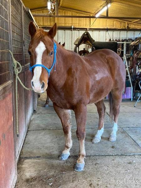 "Monty" Sorrel Gelding Quarter Horse - Quarter Horse in Texas