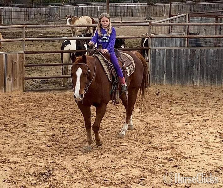 "Monty" Sorrel Gelding Quarter Horse - Quarter Horse