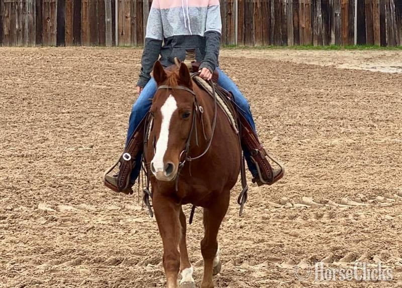 "Monty" Sorrel Gelding Quarter Horse Texas