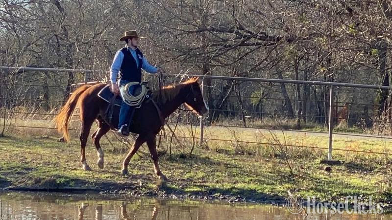 Quarter Horse - "Monty" Sorrel Gelding Quarter Horse in Texas