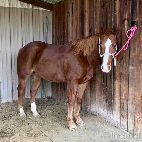 "Monty" Sorrel Gelding Quarter Horse in Texas