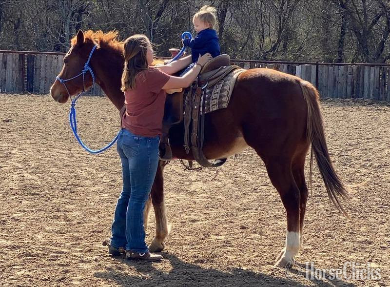 Quarter Horse - "Monty" Sorrel Gelding Quarter Horse