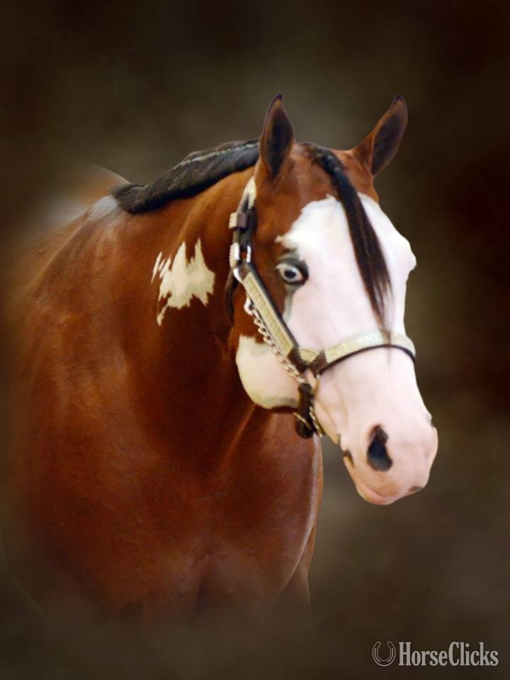 Bay 16.2hh Paint Stallion in Maryland