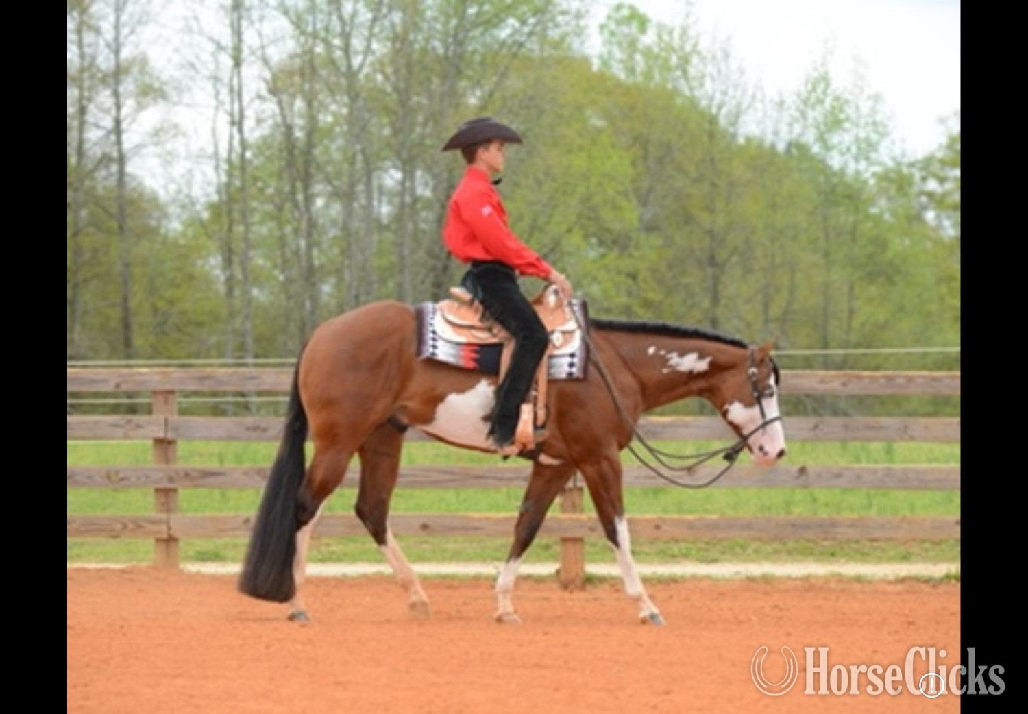 Bay 16.2hh Paint Stallion