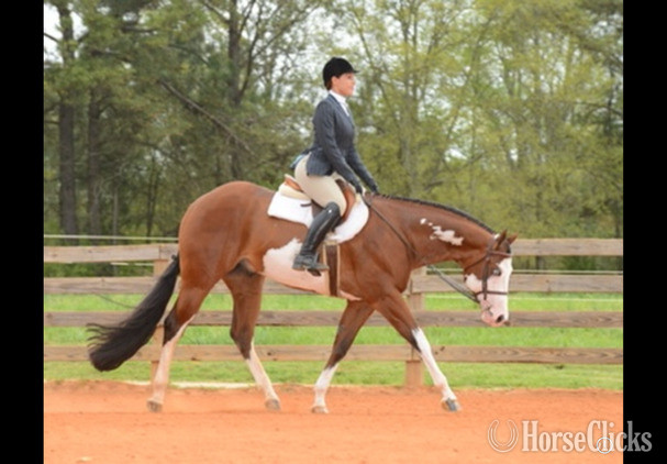 Maryland Bay 16.2hh Paint Stallion