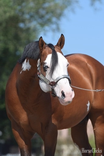 Bay 16.2hh Paint Stallion - Paint in Maryland
