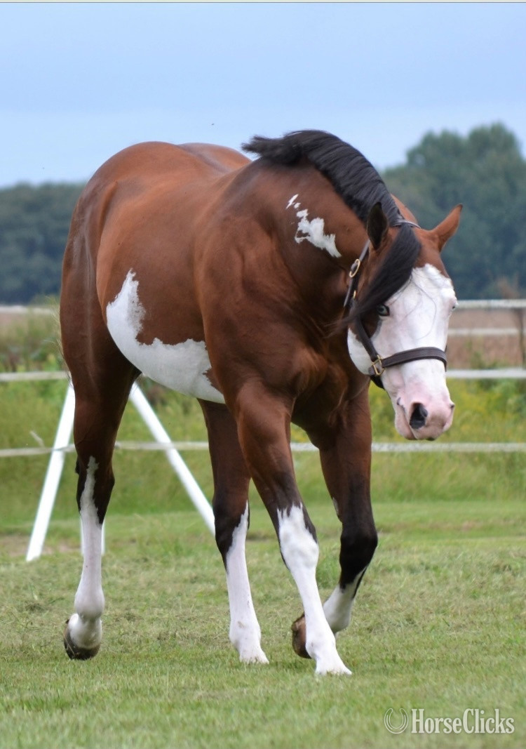 Bay 16.2hh Paint Stallion - Paint