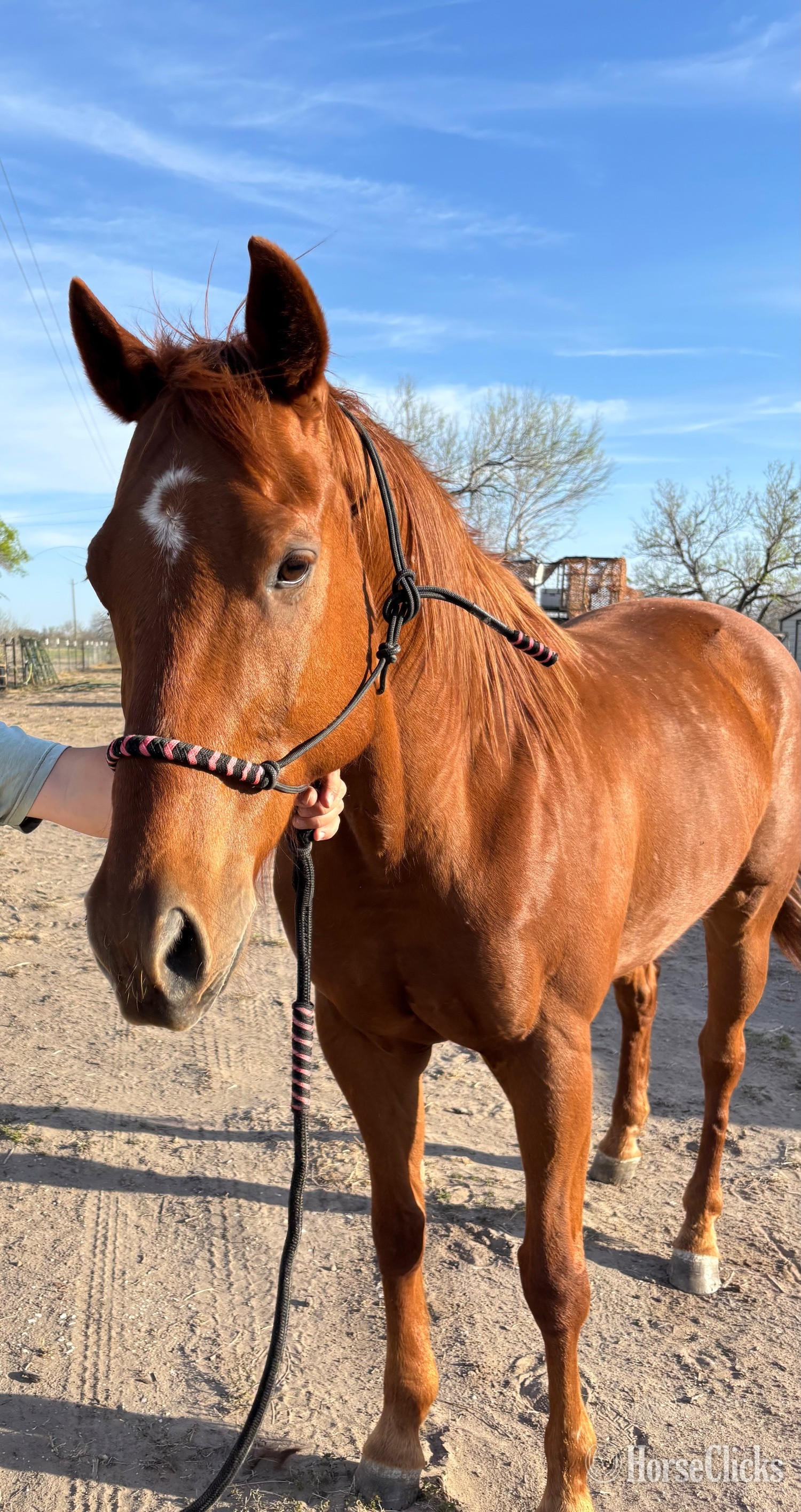 "Peso" Sorrel Gelding Quarter Horse in Texas