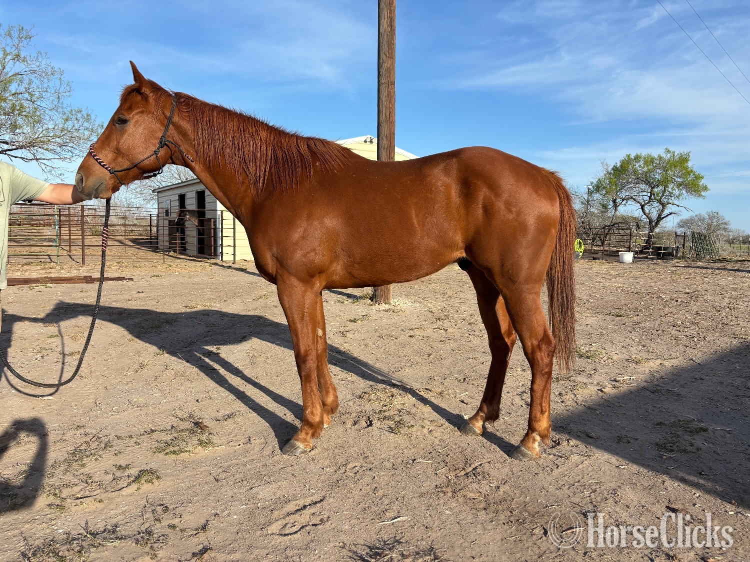 "Peso" Sorrel Gelding Quarter Horse
