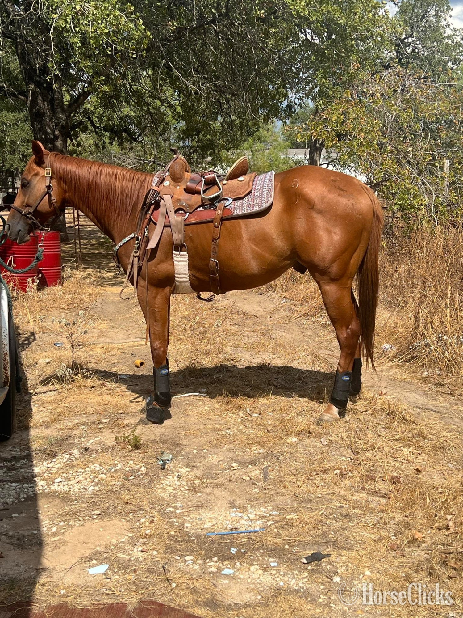 "Peso" Sorrel Gelding Quarter Horse - Quarter Horse in Texas
