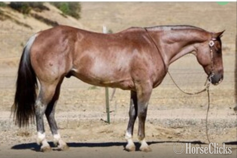 Chocolate 12hh Mare for Lease in Maryland