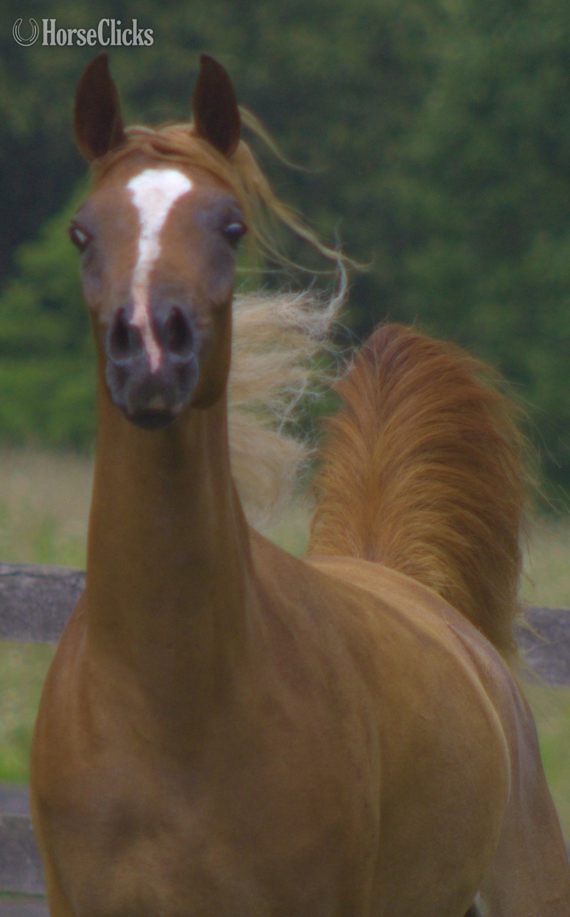 "Samsara" Chestnut Mare Arabian in Pennsylvania