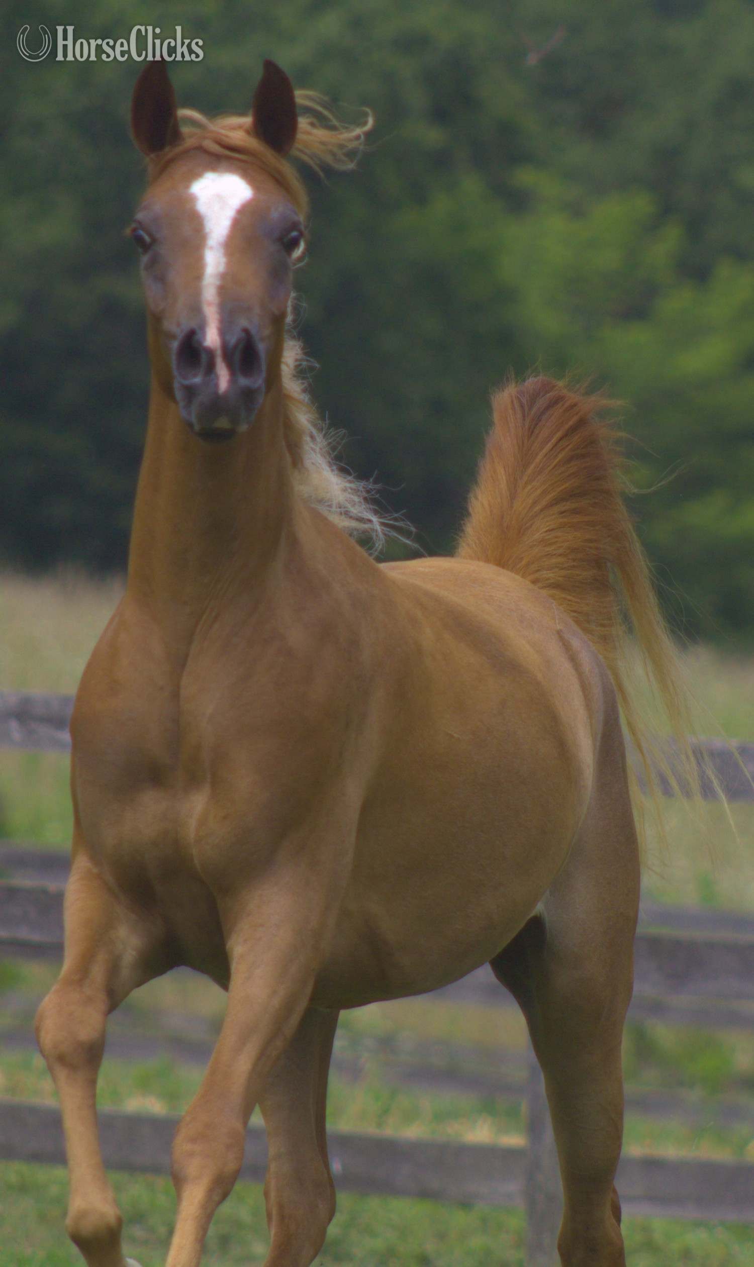 "Samsara" Chestnut Mare Arabian
