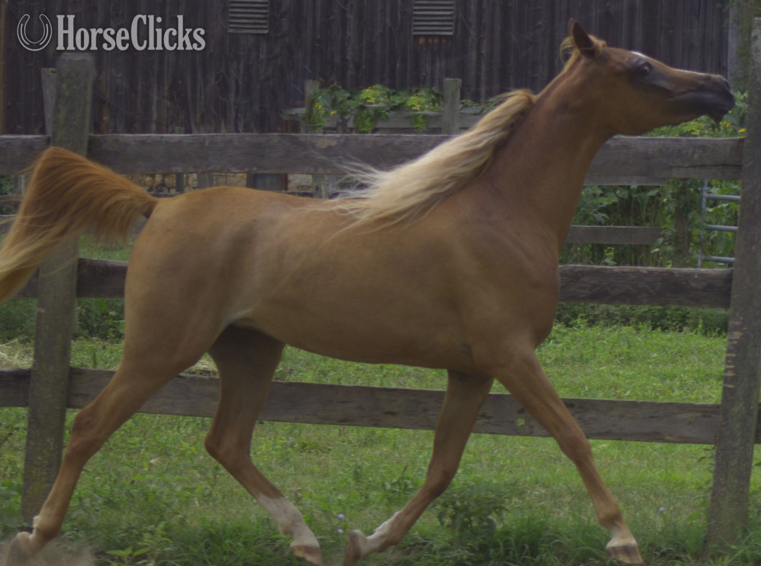 Pennsylvania "Samsara" Chestnut Mare Arabian