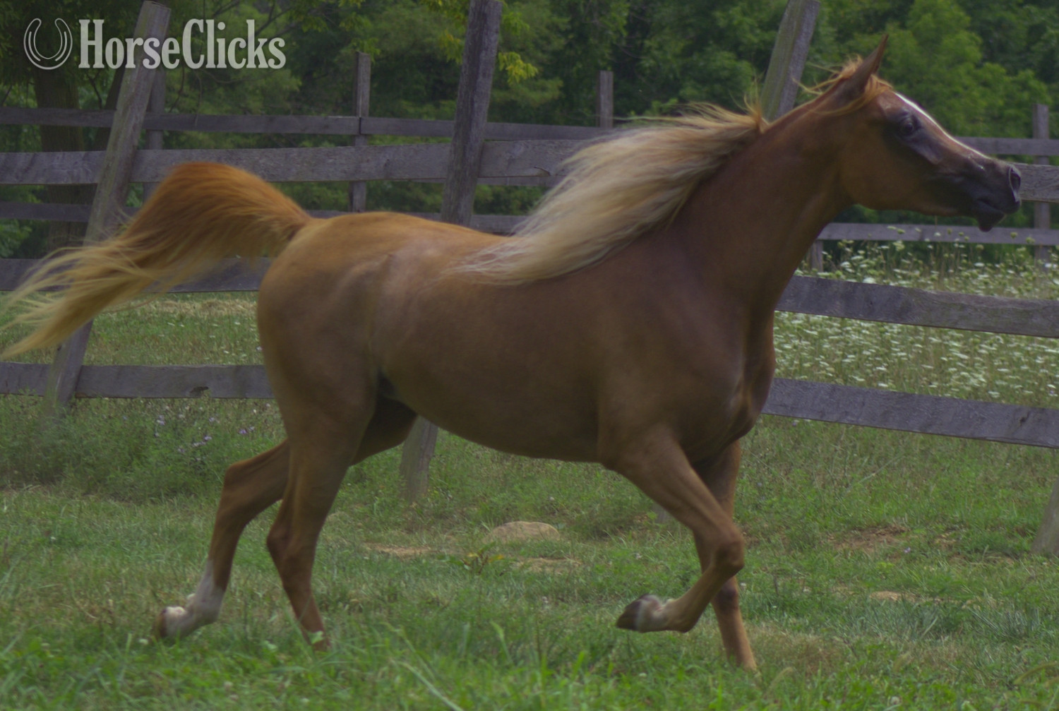 "Samsara" Chestnut Mare Arabian - Arabian in Pennsylvania