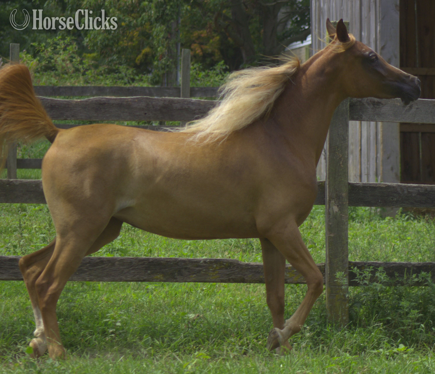 "Samsara" Chestnut Mare Arabian - Arabian
