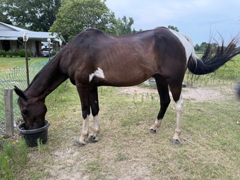 "Boots" Pinto Gelding Tennessee Walker