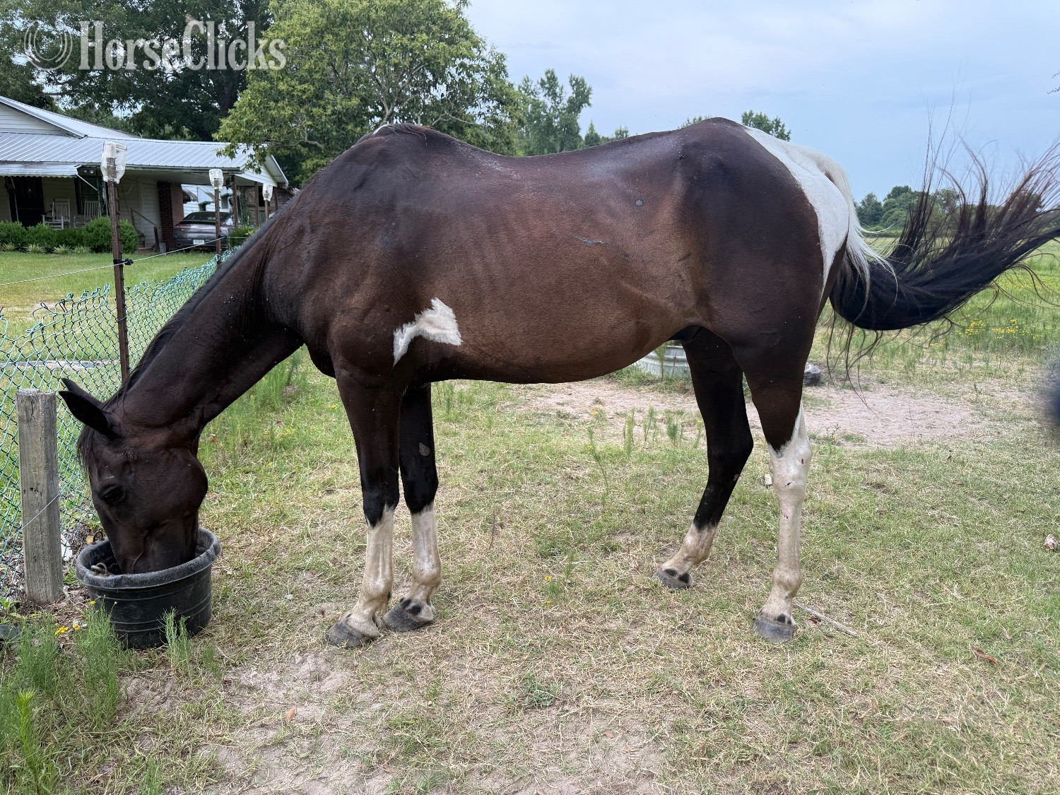 "Boots" Pinto Gelding Tennessee Walker in Georgia
