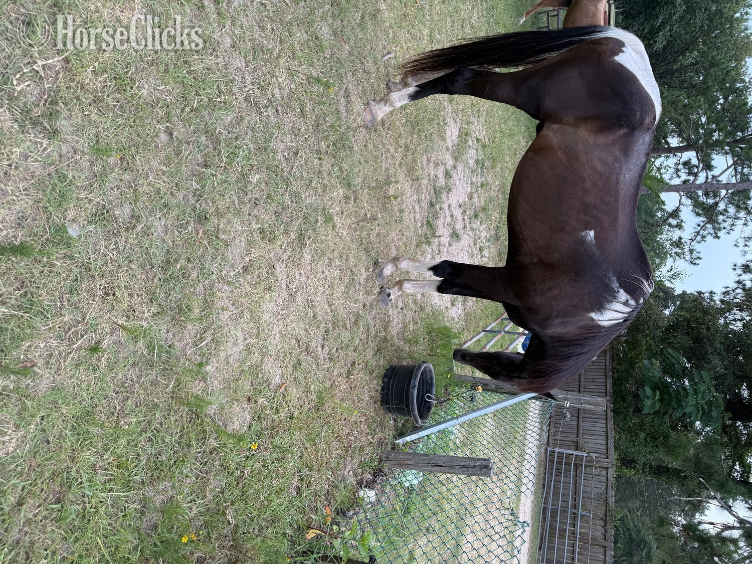 "Boots" Pinto Gelding Tennessee Walker