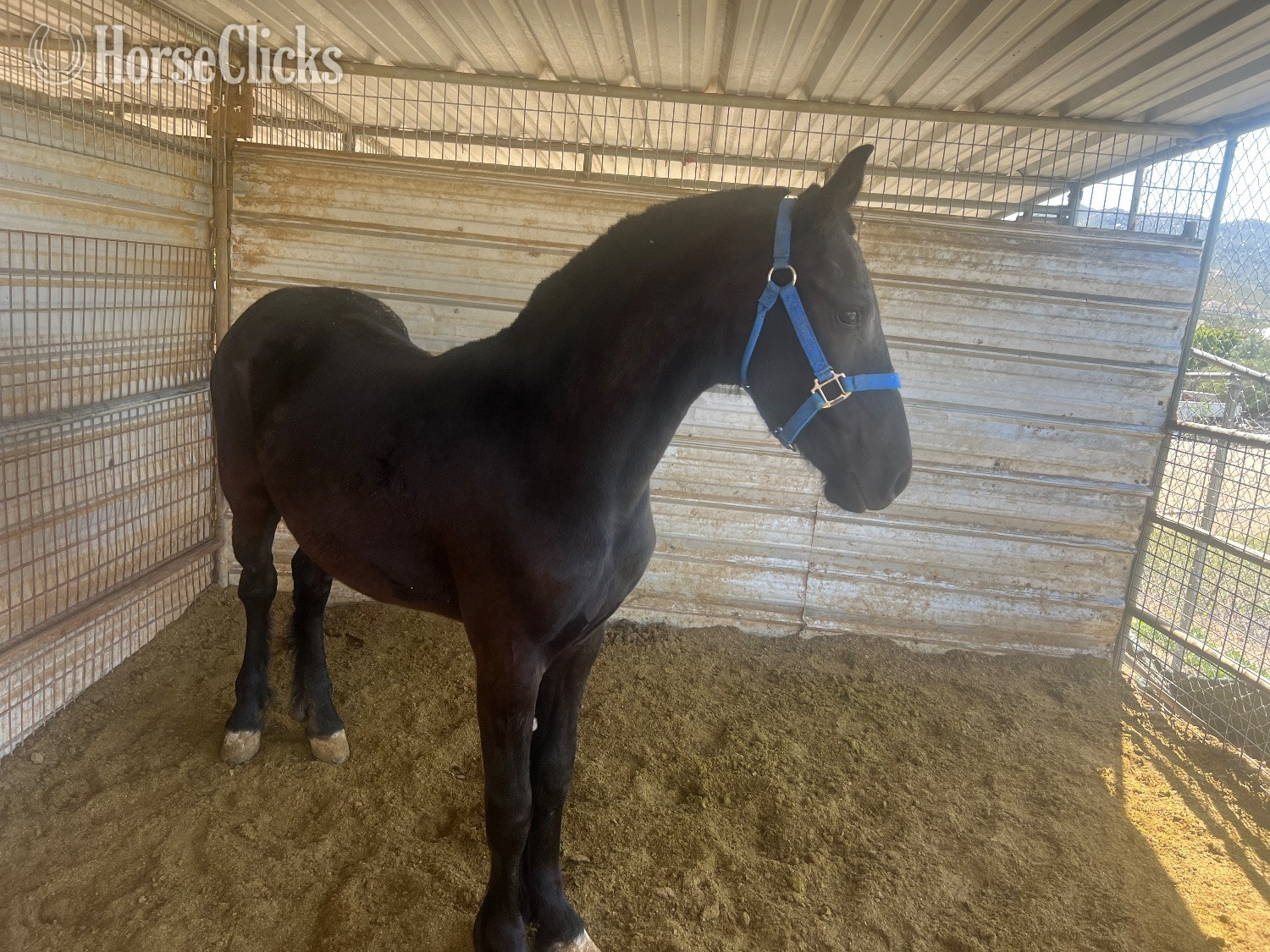 "Rolex" Black Colt Friesian in California